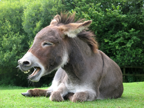 Donkey Laughing 
