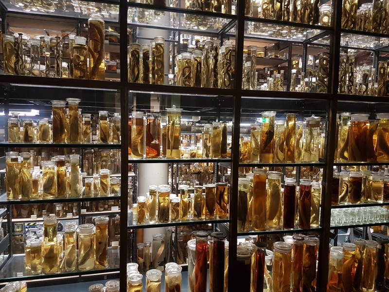 Specimen Jars